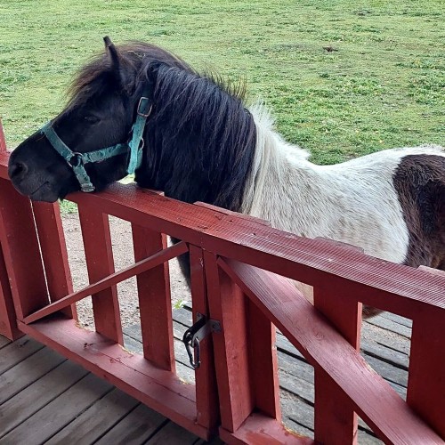 Ферма-парк «Илоранта» + дегустация сыров и сидра — из Санкт-Петербурга