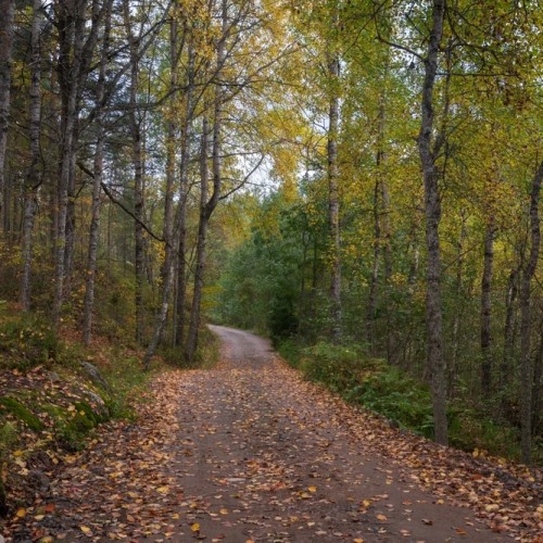 Ладога и звуки леса: побег на природу в небольшой компании от шума и суеты Петербурга
