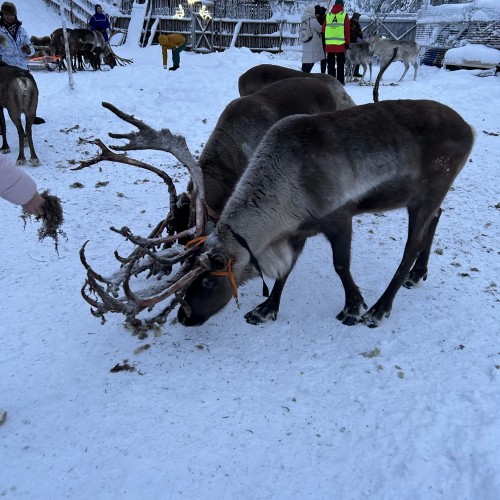 Экспресс-путешествие в Арктику: Мурманск, Териберка и Кировск, северное сияние и милые олени