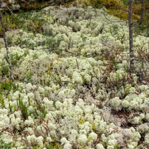 Треккинг-тур с комфортным проживанием: по Хибинам налегке