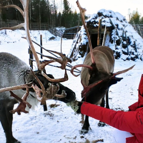 Снежная сказка за полярным кругом: Мурманск и Териберка