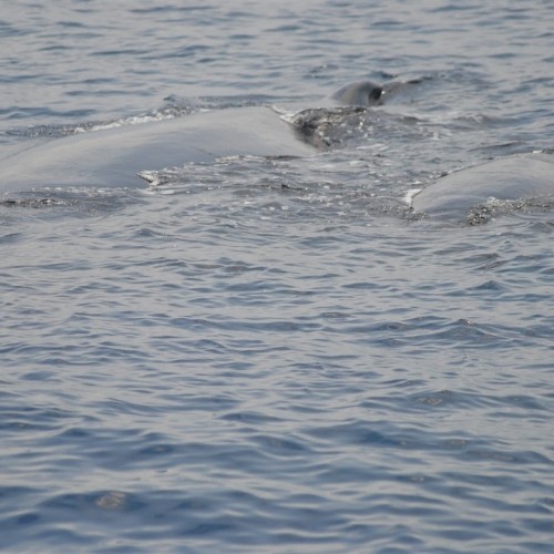 На Кольский в поисках китов и дельфинов мини-группой
