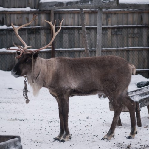 Снежная сказка за полярным кругом: Мурманск и Териберка