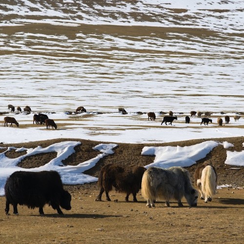 Из Алтая, по Чуйскому тракту — в Монголию на фестиваль беркутчи с проживанием в юрте
