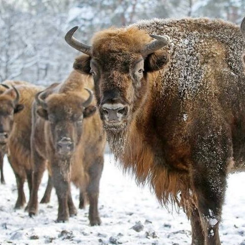 Камышлинский водопад и зубровый питомник