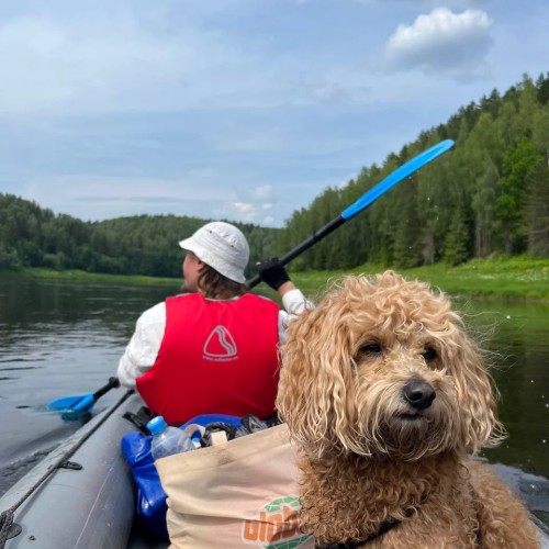 Течёт река Волга: лёгкий сплав на байдарках (всё включено)