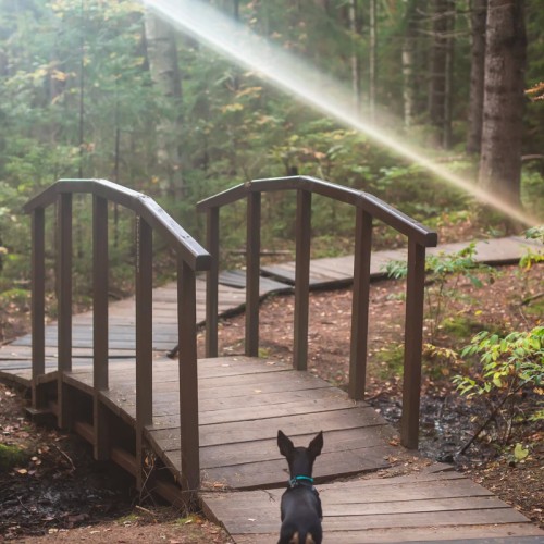 Большая прогулка по Комарово