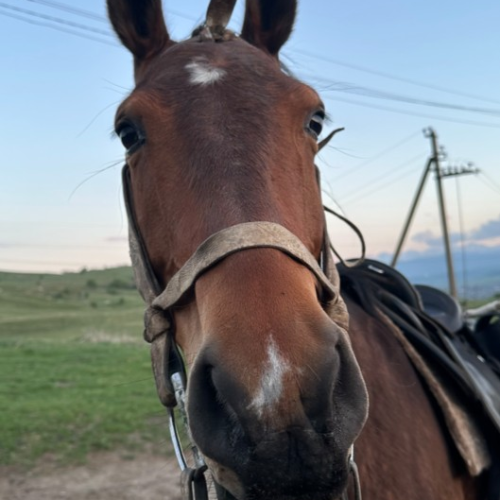 Галопом по Карачаево-Черкесии: конный выезд для опытных всадников