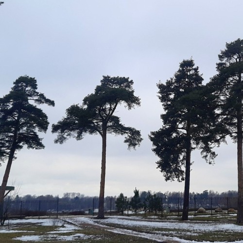 Мобильный квест в Петербурге «Поиски слона на Озерках»