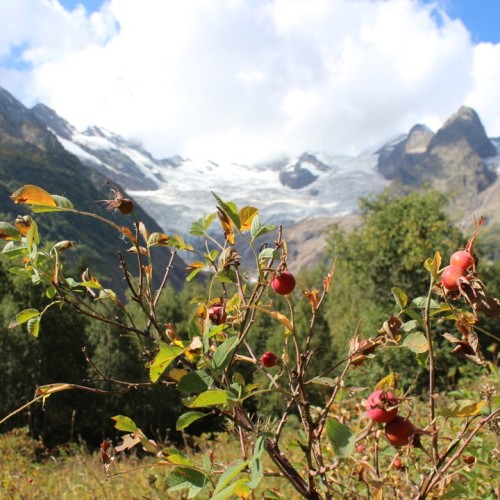 В Домбай всей семьёй: тур по природным красотам с аниматором и лёгкими прогулками в горах