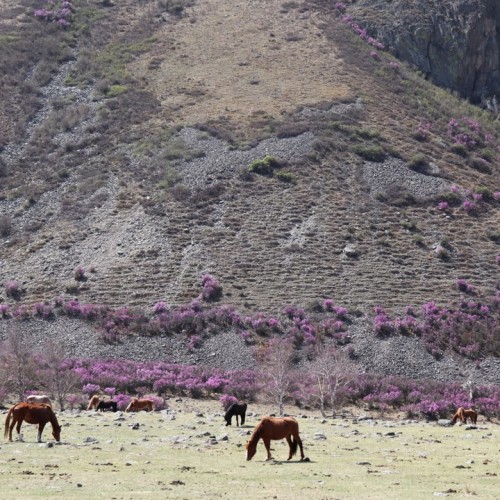 По Чуйскому тракту и перевалу Кату-Ярык с ветерком: трип на машине
