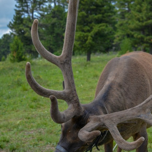 Знакомство с Алтаем своей компанией: снежные вершины, кристальные озёра и заповедные тропы