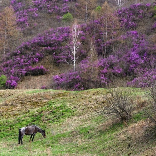 Майские на Алтае в сезон цветения маральника с ежедневными прогулками (всё включено)