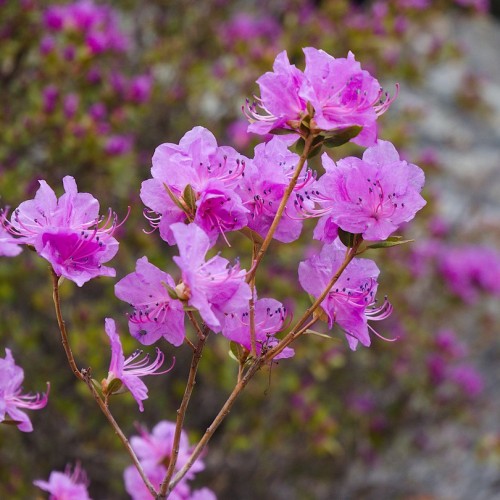 Майские на Алтае в сезон цветения маральника с ежедневными прогулками (всё включено)