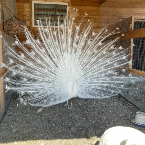 Агроэкскурсия на ферму и мастер-класс с перьями павлина