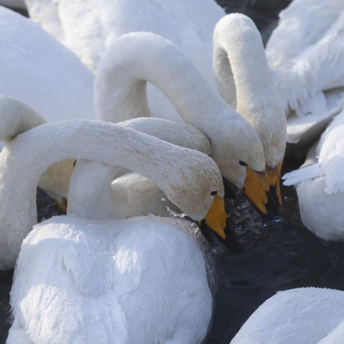 Топовые места Алтая в мини-группе: Гейзерное озеро, Чуйский тракт, долина Горных духов и Патмос
