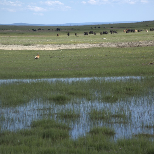 Подальше от цивилизации к озеру Хубсугул: индивидуальная поездка по Северной Монголии из Иркутска