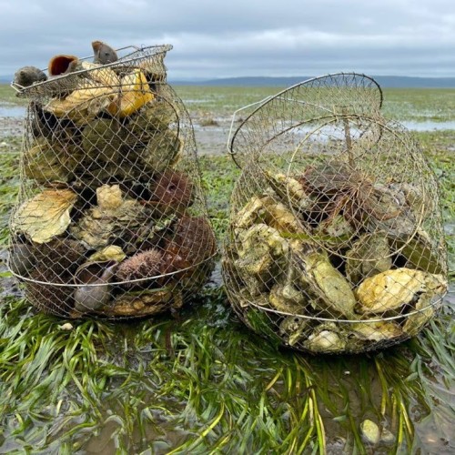 За деликатесами и к сивучам на Сахалин