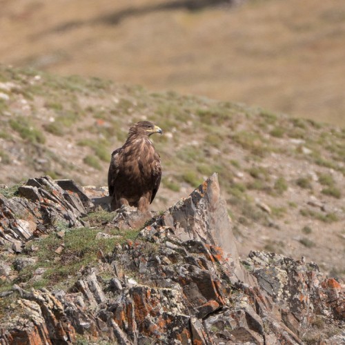 Наедине с Алтаем: высокогорные озёра, живописные долины и неземной ландшафт (всё включено)