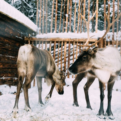 В Карелию на выходные всей семьёй: Петрозаводск, окрестности и знакомство с традициями