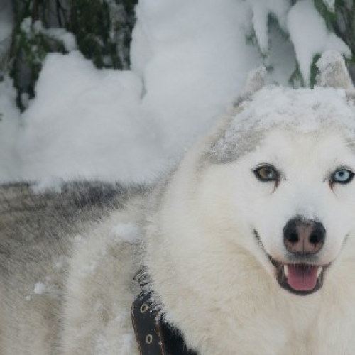 Хаски, «Рускеала», водопады: мини-путешествие в Карелию из Санкт-Петербурга на автобусе