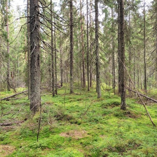 Лешего бояться — Карелию не видать