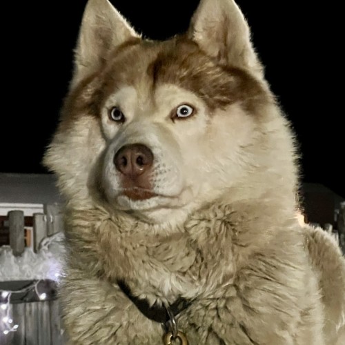 Индивидуальный джип-выезд по Кольскому с поисками китов, знакомством с саамами и катанием на оленях