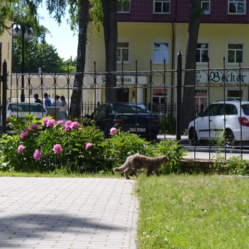 Из Калининграда — в Янтарный