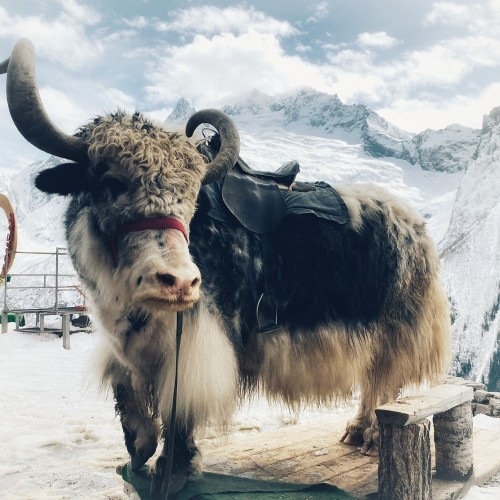 Индивидуально на внедорожнике из КМВ в Домбай