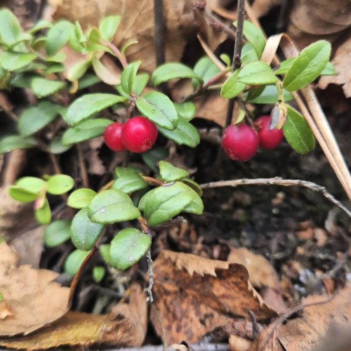 Индивидуальная поездка на Кавказ: экскурсия по городу КМВ на выбор и горы Архыза