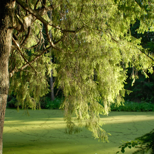 Павловск: царственная песнь его парков