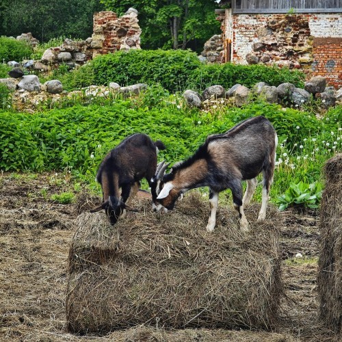 Путешествие-перезагрузка на юг Ленобласти