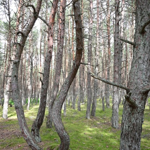 Главные места Калининграда и области за один тур: Зеленоградск, Светлогорск и Куршская коса