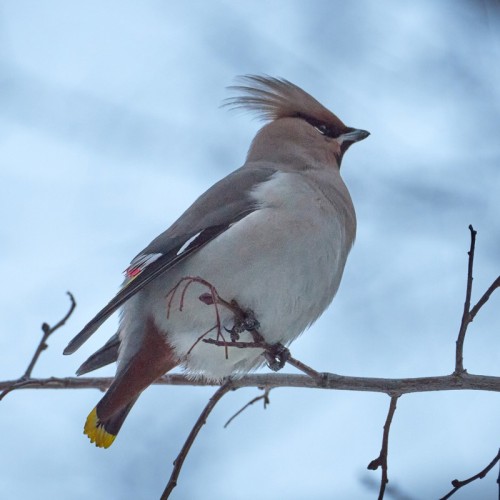 Птицы зимнего Петербурга