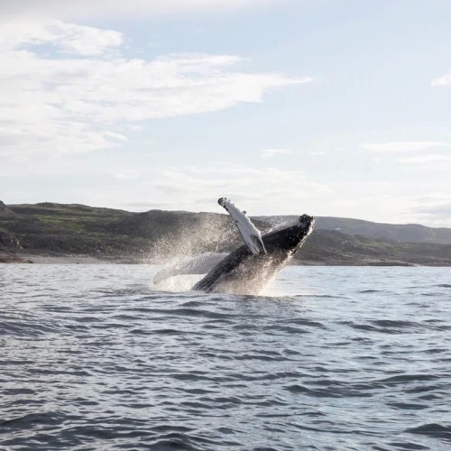 Сияние, киты и ты: Арктика с айс-флоатингом и этнопрограммой, выходом в море и посещением Териберки