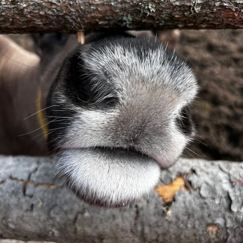 Встречаем Новый год в Карелии: экскурсии, праздничная программа и отдых в загородном отеле