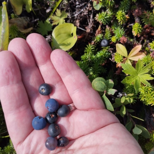 Индивидуально по Камчатке на джипе: столица, топовые локации, вкусы