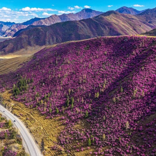 Лиловый наряд Алтая: путешествие по знаковым локациям и цветение маральника