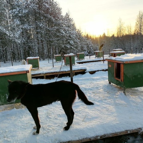 Выходные в Карелии с душой: из Санкт-Петербурга в Петрозаводск и весёлую деревню
