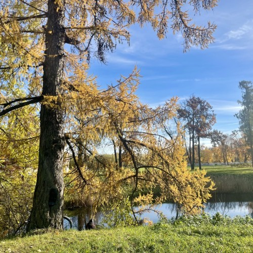 Любимая обитель Николая II в Царском селе — из Петербурга