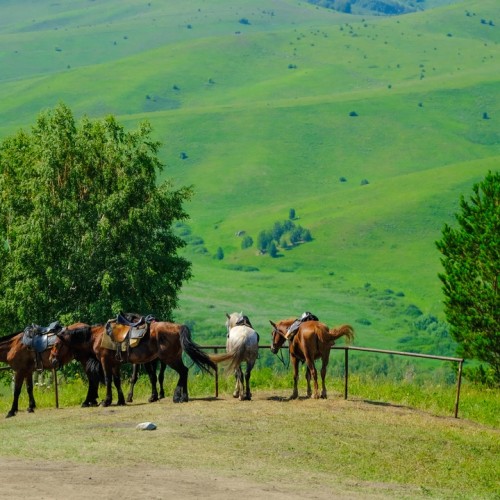 Алтайские горы, Чуйский тракт и Чемальский район: главные достопримечательности в экспресс-туре