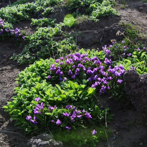 2500 км по Камчатке: вулканы, источники, океан