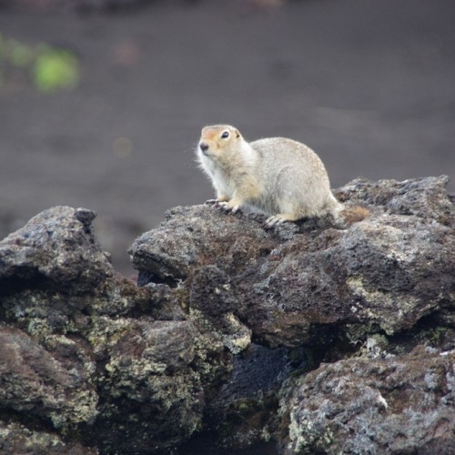 2500 км по Камчатке: вулканы, источники, океан