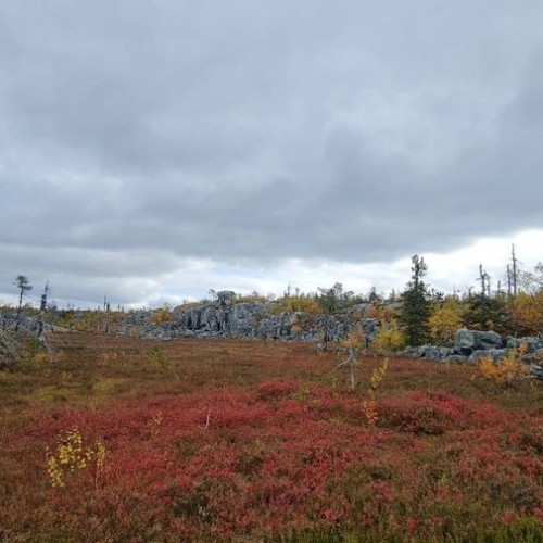 Детокс в Карелии: место силы, дары леса и походная романтика (всё включено)