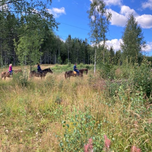 Прогулка на лошадях в карельском лесу