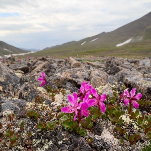 VIP-круиз с экспертами и музыкантами от Камчатки до Чукотки (всё включено)