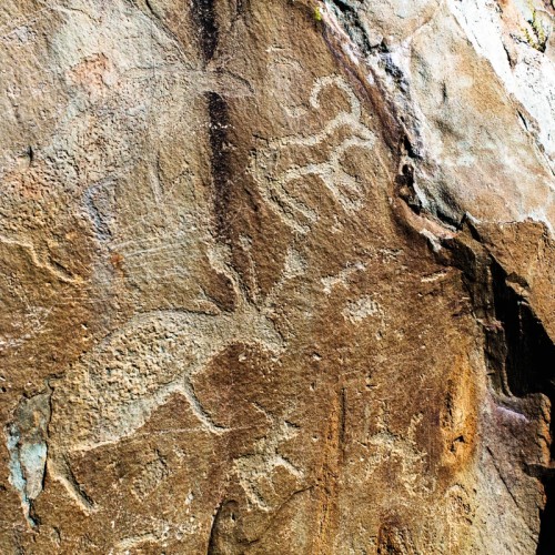 Приехать на Алтай, увидеть цветение маральника и оказаться на Марсе