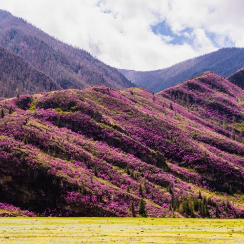 Лиловый наряд Алтая: путешествие по знаковым локациям и цветение маральника