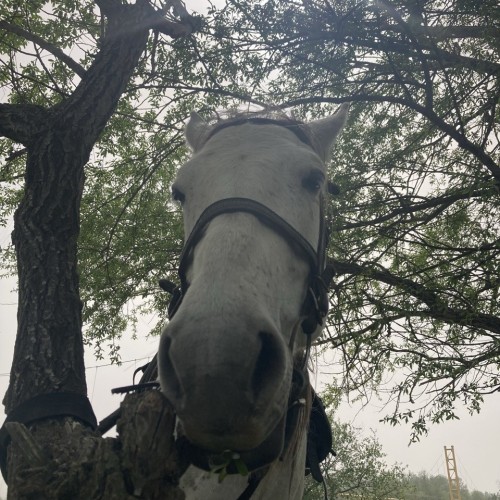 Галопом по Карачаево-Черкесии: конный выезд для опытных всадников