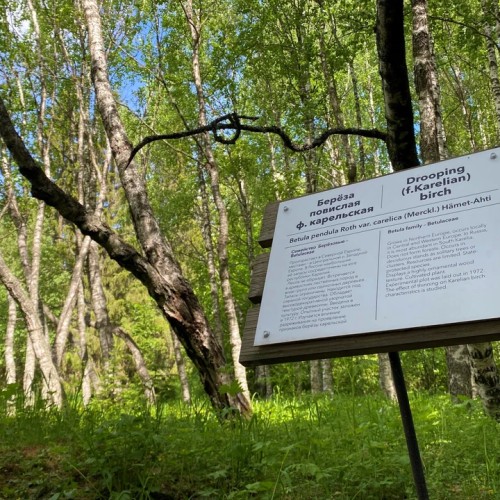 Экспресс-тур по Карелии: Петрозаводск, Кижи, Марциальные воды и природные чудеса